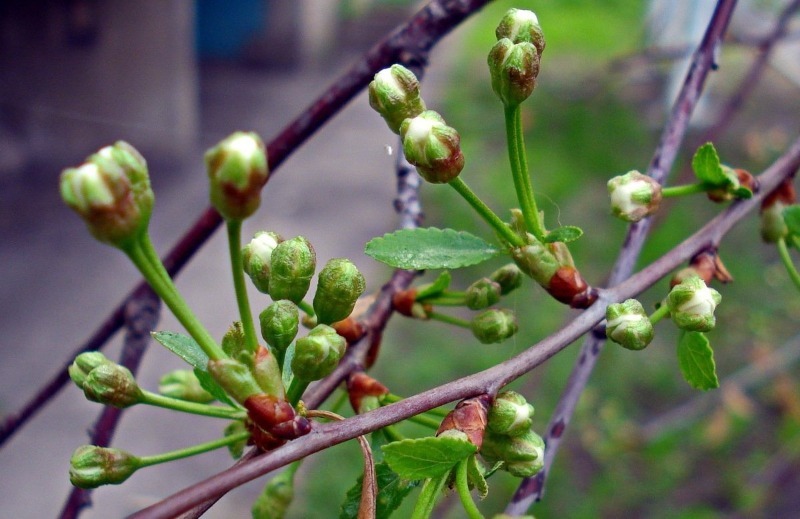 12 рослин, які обробляють від шкідників на початку квітня