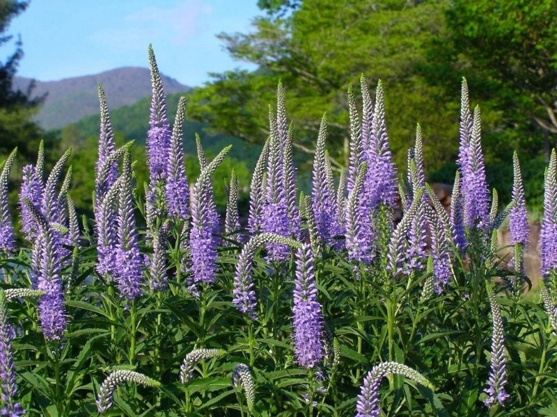 11 грунтопокривних рослин для альпійської гірки, які будуть радувати не один рік