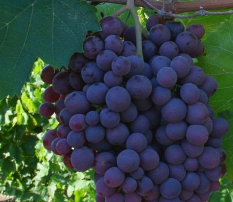 10 кращих сортів винограду для вирощування в середній смузі росії