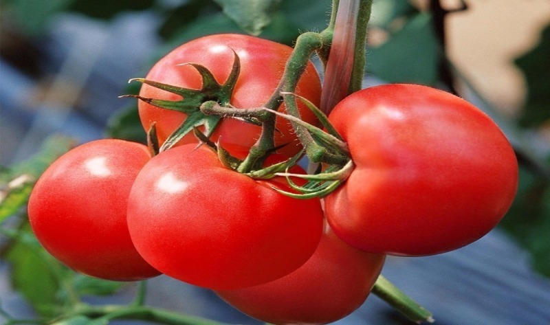 9 лежких сортів помідорів для посадки в 2020 році