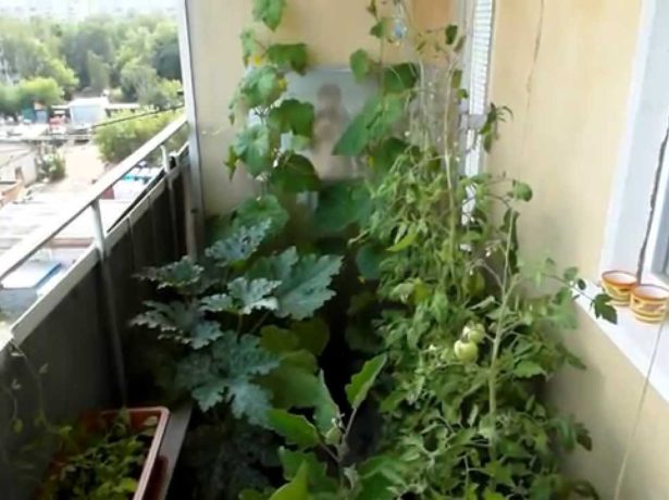 Як садити, вирощувати і доглядати за кабачками