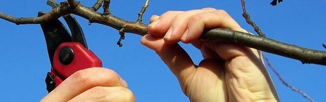 Обрізка вишні - як правильно працювати з молодим і старим деревом