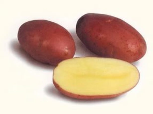 Картопля: як з різноманіття сортів вибрати найсмачніший