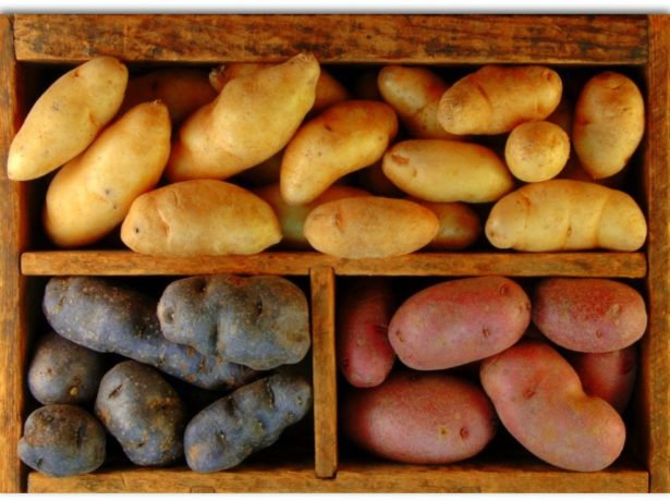 Кращі сорти картоплі для вирощування в середніх широтах