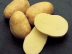 Кращі сорти картоплі для вирощування в середніх широтах