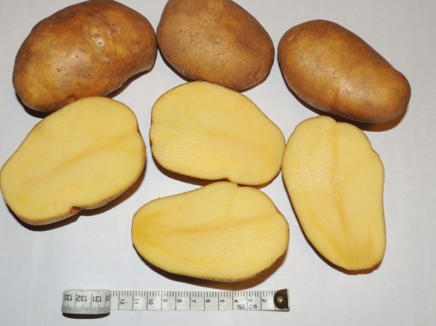 Картопля: як з різноманіття сортів вибрати найсмачніший