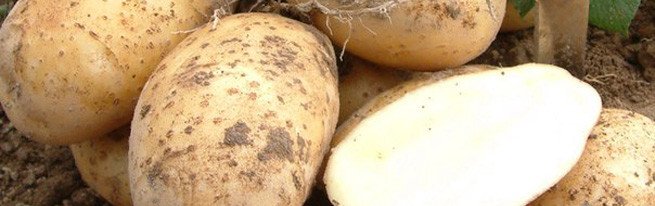 Картопля, вирощена за старою російською традицією: під соломою або на ній