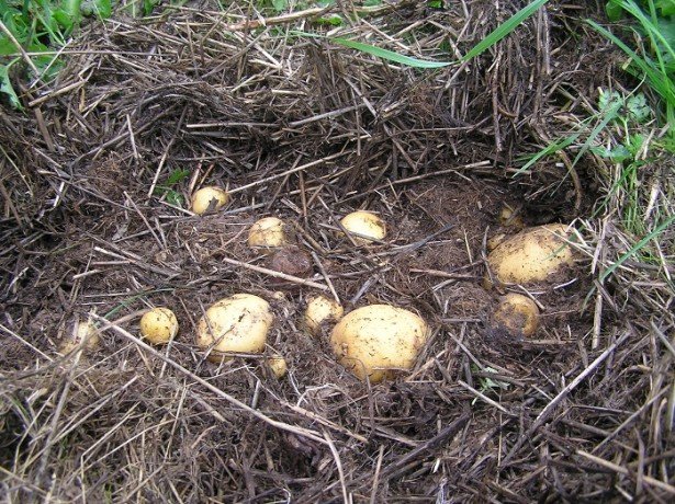 Картопля, вирощена за старою російською традицією: під соломою або на ній