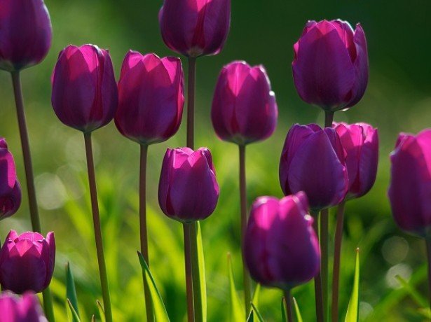 Коли садити тюльпани найкраще - в середині осені або ранньою весною?