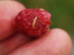 Ремонтантний сорт малини карамелька: як виростити хороший урожай