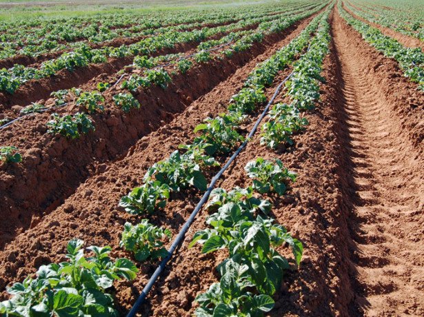 Метод мітлайдера для вирощування високого врожаю картоплі