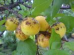 Абрикос лель-соковита солодкість верхівки літа