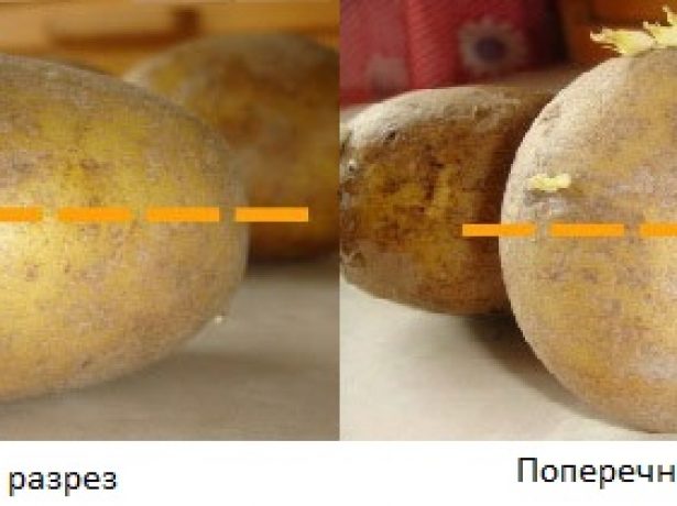 Ефективні способи і технології посадки картоплі