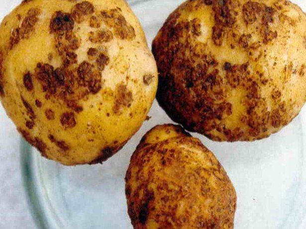 Нематода, фітофтороз, парша-боремося з поширеними хворобами картоплі