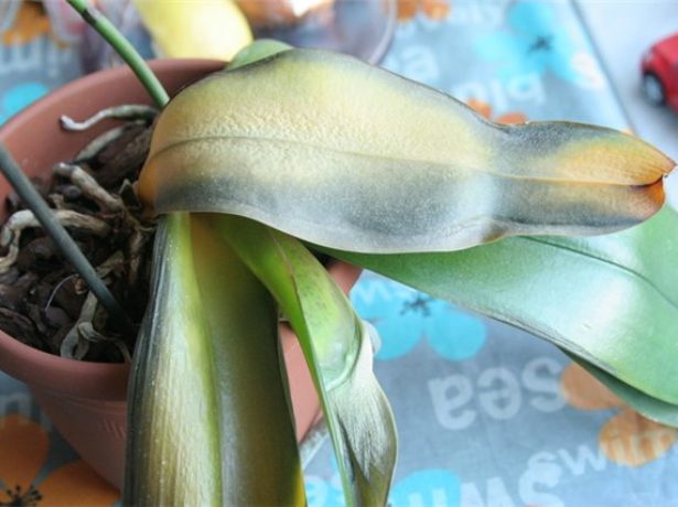Орхідея фаленопсис: позбавляємося від захворювань і шкідників