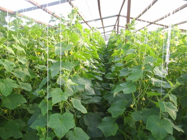 Особливості вирощування різних сортів огірків в сибіру