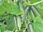 Особливості вирощування різних сортів огірків в сибіру