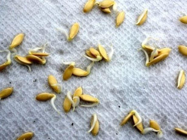Пророщування насіння огірків-перший крок до доброго врожаю