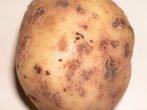 Картопля сорту рівєра: опис від посадки до врожаю