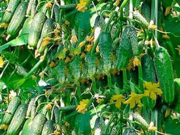 Огірки сибірська гірлянда: новий сверхурожайний сорт