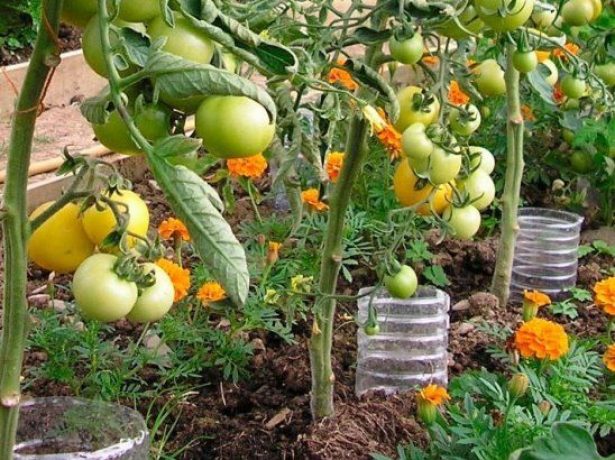 Догляд за томатами в липні: як отримати багатий урожай