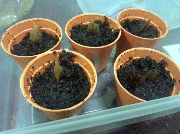Плюмерія: як виростити екзотичну квітку з насіння в домашніх умовах