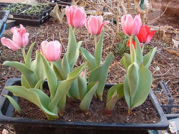Посадка тюльпанів в кошики і контейнери-чим вона краще і як садити