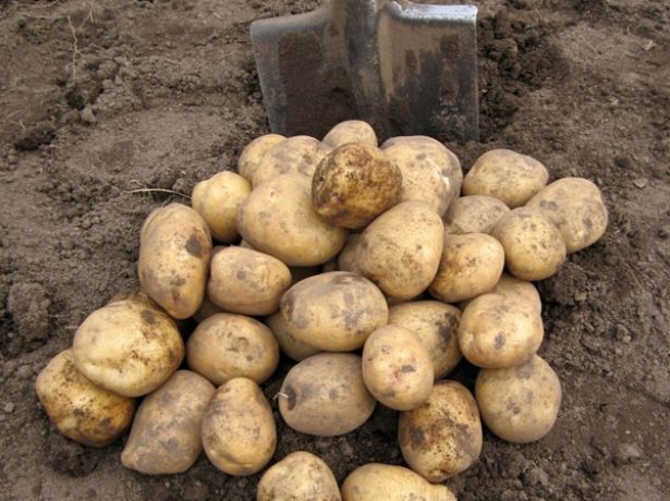 Картопля рівєра: вирощуємо голландський сорт