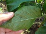 Як виростити і вберегти від хвороб і шкідників розсаду баклажанів