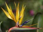 Як приманити квіткову райську птицю: догляд за стреліцією в домашніх умовах