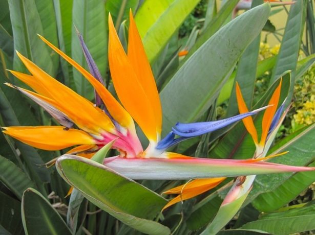 Як приманити квіткову райську птицю: догляд за стреліцією в домашніх умовах