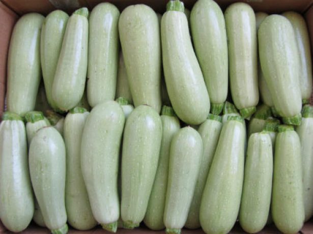 Білоплідні кабачки: популярні сорти і вирощування
