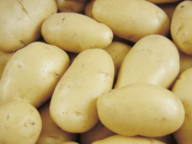 Популярні ранні сорти картоплі та особливості їх вирощування