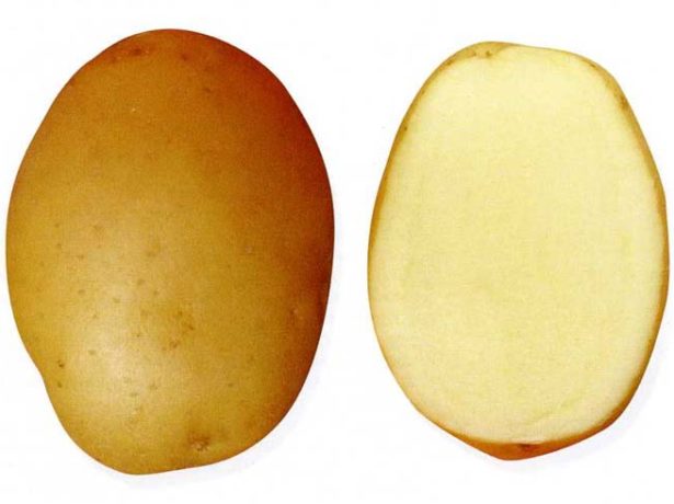 Цікава новинка картопляного ринку: сорт пан