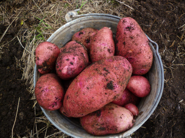 Родріго: один з найперспективніших сортів картоплі