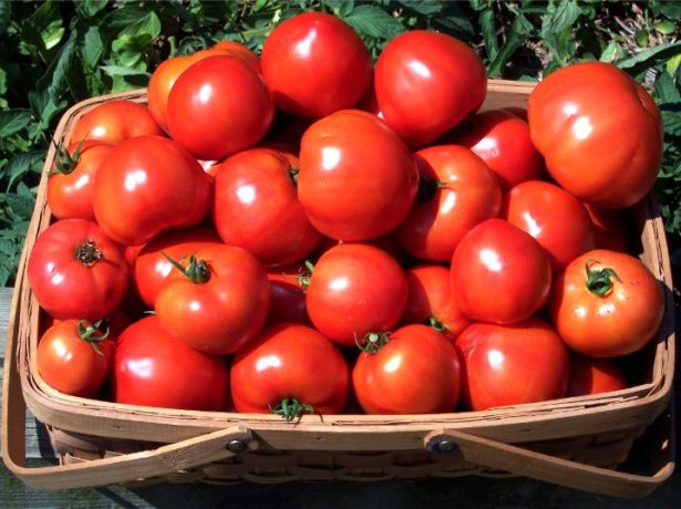 Клуша: популярний ранній сорт томатів