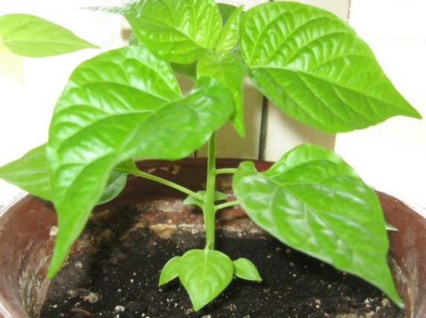 Чорний перець в природі і вдома: міфи і правда про вирощування спеції
