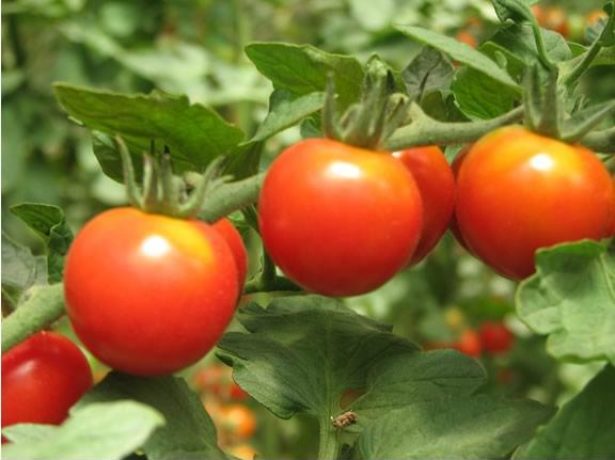 Клуша: популярний ранній сорт томатів
