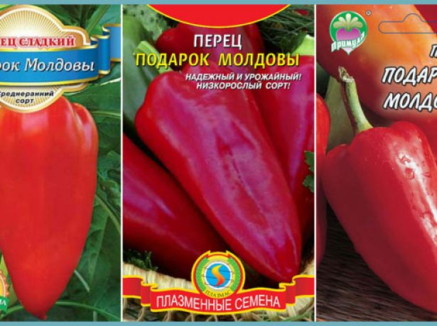 Перець подарунок молдови: опис сорту і догляд за рослиною