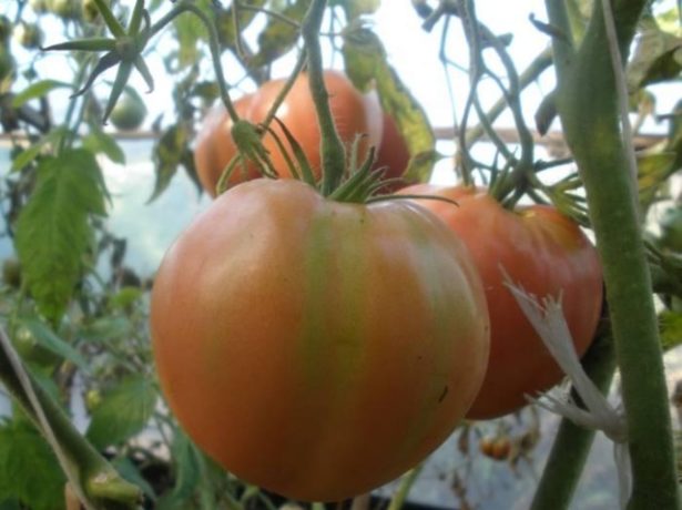 Салатні великоплідні томати алсу