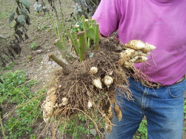 Топінамбур: як посадити або пересадити земляну грушу