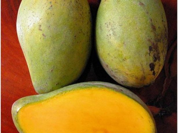 Сорти і різновиди манго