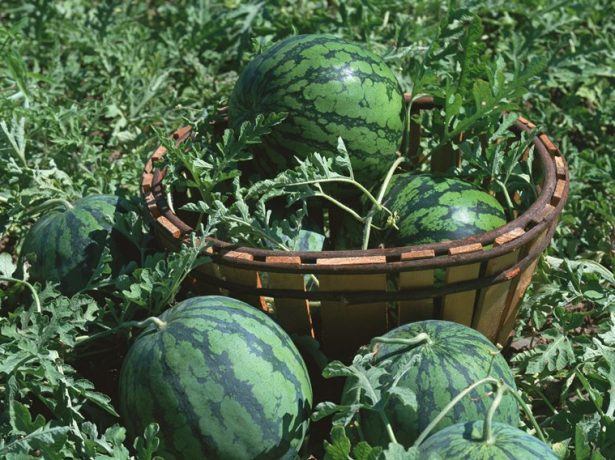 Рекомендації по вирощуванню кавунів в білорусі