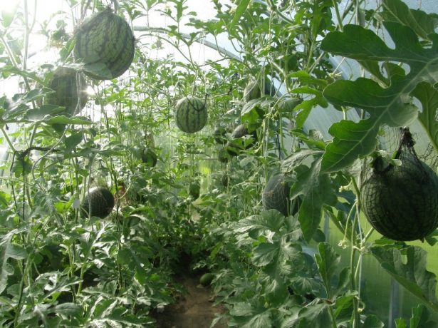 Рекомендації по вирощуванню кавунів в білорусі