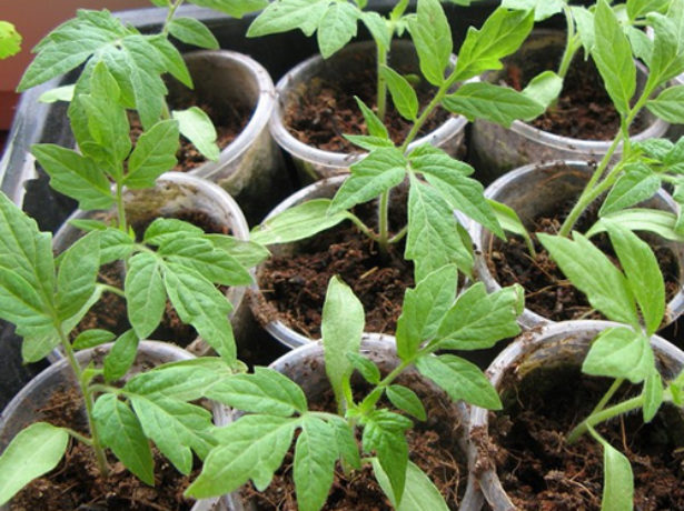 Важливий етап вирощування розсади томатів-пікіровка