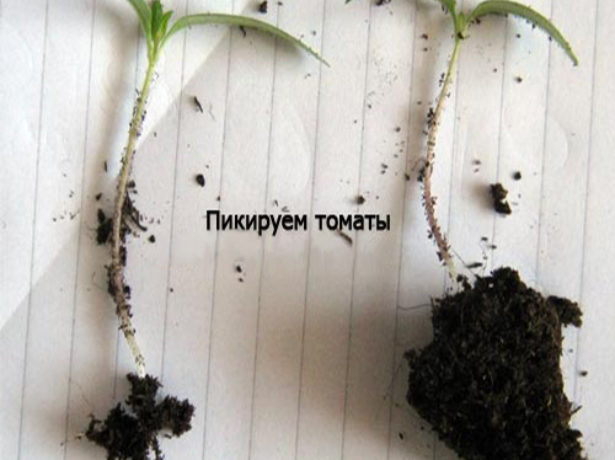 Важливий етап вирощування розсади томатів-пікіровка