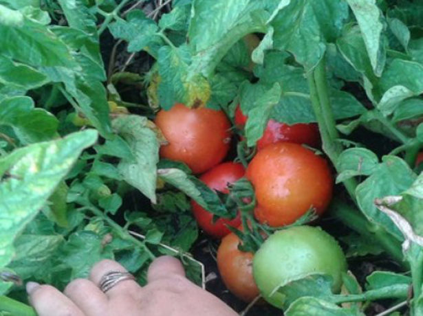 Нідерландська рись на городі-помідори сорту бобкат