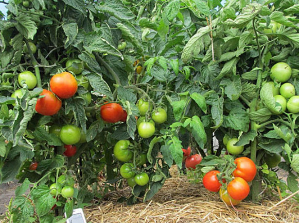 Пасинкуем томати правильно і вибираємо непасынкующиеся сорти