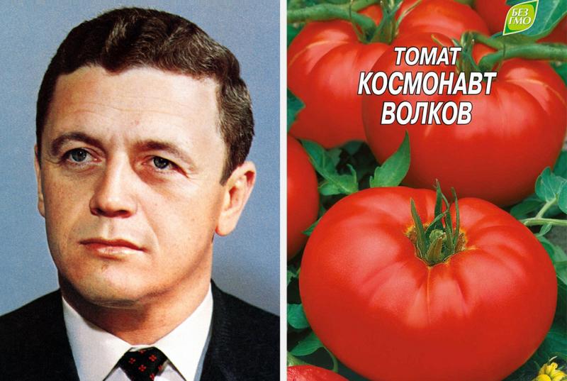 Сорт томатів, названий в память загиблого космонавта владислава волкова