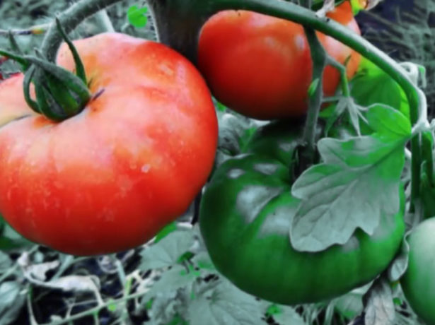Сорт томатів, названий в память загиблого космонавта владислава волкова